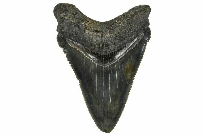 Serrated Chubutensis Tooth - Megalodon Ancestor #370199
